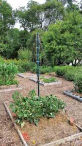 Reader Tips: DIY Oven Cleaner; Chicken Roosting Poles; Woodchuck Repellent; Mushroom Bullets; Christmas Tree Pea Pole Image